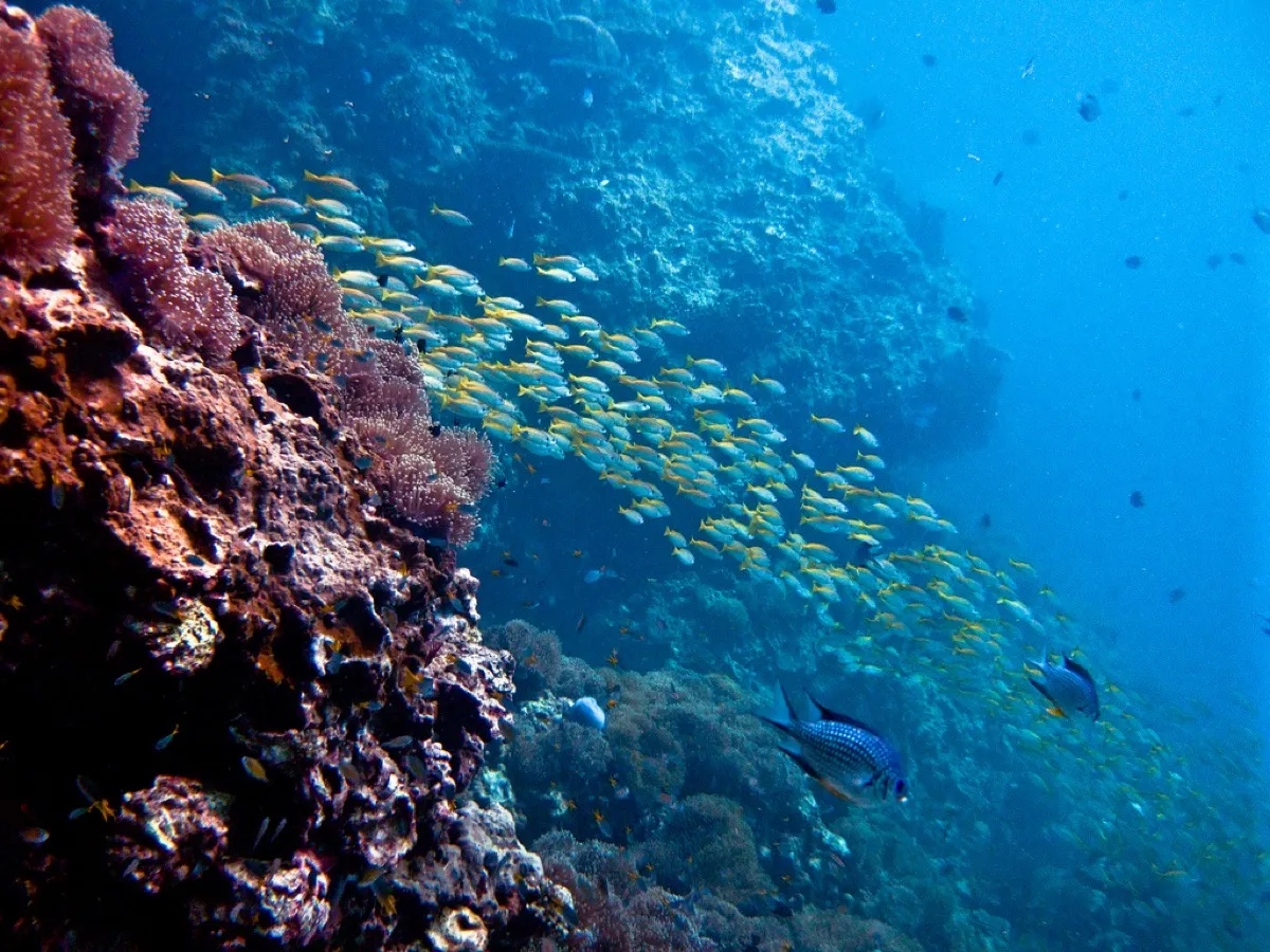 Scuba diving coral reefs and marine life at Racha Yai from Phuket